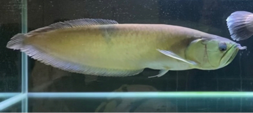 シルバーアロワナ生体