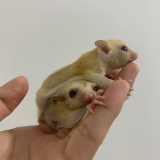 フクロモモンガクリミノ