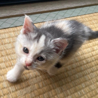 子猫生後3週間　女の子　白黒模様　里親募集
