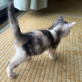 子猫生後3週間　女の子　白黒模様　里親募集 - 北九州市