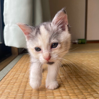 子猫生後3週間　女の子　白黒模様　里親募集 - 猫