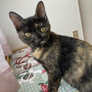 里親様決まりました　人なっ濃さピカイチ❤️さび猫ちゃん
