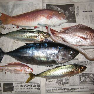 釣り仲間募集 - 大田区