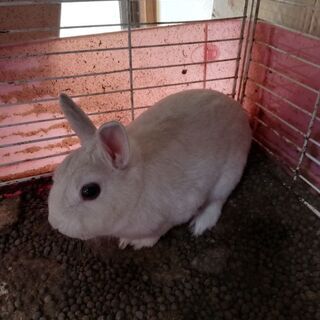 うさぎの里親募集