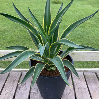 アガベ ベネズエラ　高さ約90cm アガベ ベネズエラ 特大サイズ10号鉢