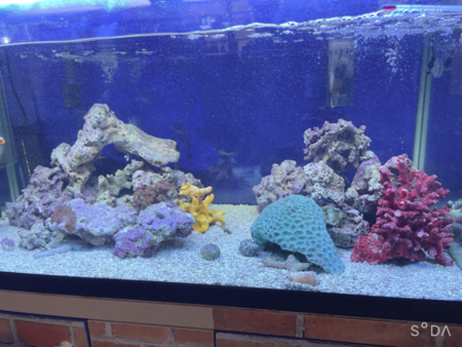 9月30日まで限定海水魚一式（生体などライブロックなどすべて）