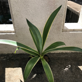 アガベ(斑入り) 観葉植物
