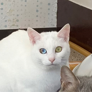 オッドアイのシャー子＆ダイクロイックアイのフー子姉妹、人慣れしていません。勇気と根気のある方お願いします🙇‍♀️。の画像