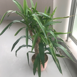 観葉植物