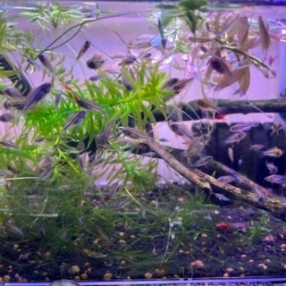 アピストグラマ カカトゥオイデス ダブルレッドの稚魚1匹100円の画像