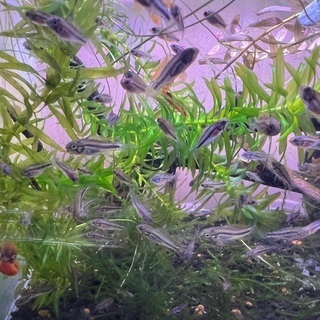 アピストグラマ カカトゥオイデス ダブルレッドの稚魚1匹100円の画像