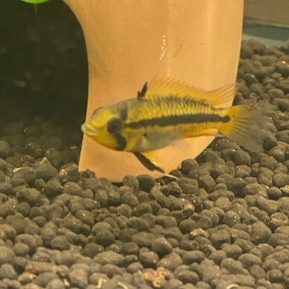 アピストグラマ カカトゥオイデス ダブルレッドの稚魚1匹100円の画像