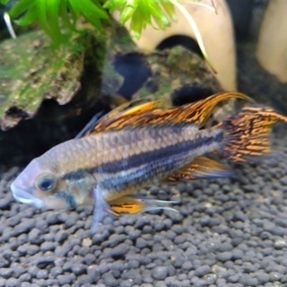 アピストグラマ カカトゥオイデス ダブルレッドの稚魚1匹100円の画像