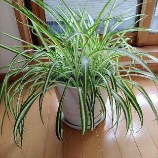 観葉植物