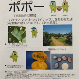 ポポーの種の画像