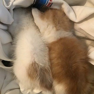 育児放棄された仔猫2匹です