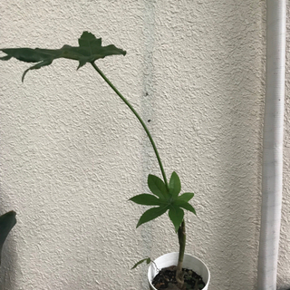 ヤツデの鉢植え