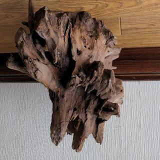 流木セット