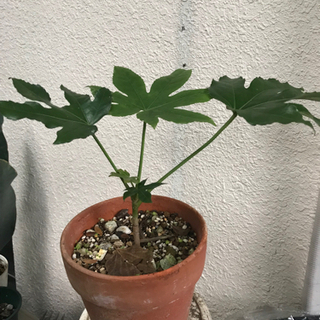 ヤツデの鉢植え②