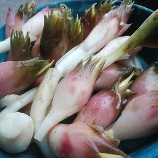【無料】第31弾　新鮮野菜　みょうが　ミョウガ　茗荷