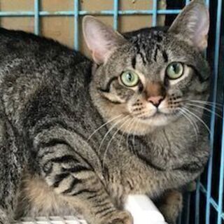 ノラ猫が産んだ猫たちです　生後10ヶ月　オス2匹