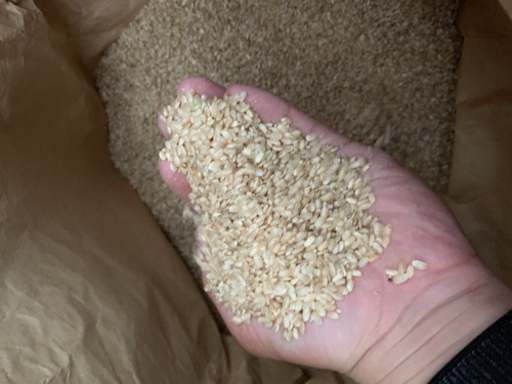 令和3年・2年度産鳥取県産くず米玄米400kg以上規格外品飼料などに手渡し大歓迎