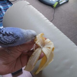 セキセイインコ、メス、一才2ヶ月、手乗り