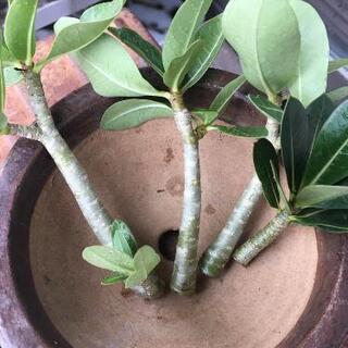 アデニウム　アラビカム