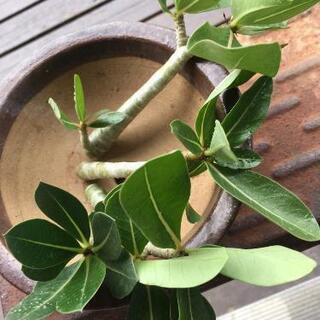 アデニウム　アラビカムの画像