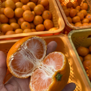 みかんの収穫・販売【追記】の画像