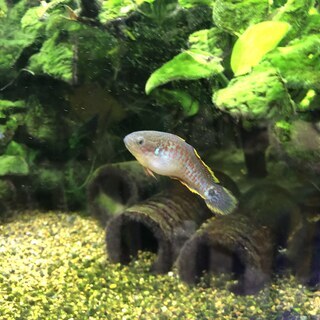 【熱帯魚】レオパードタティア、ピーコックガジョン（ペア）、など
