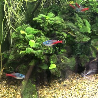【熱帯魚】レオパードタティア、ピーコックガジョン（ペア）、などの画像