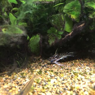 【熱帯魚】レオパードタティア、ピーコックガジョン（ペア）、などの画像