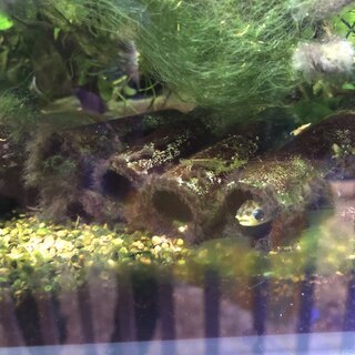【熱帯魚】レオパードタティア、ピーコックガジョン（ペア）、などの画像