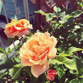薔薇　カラメラ