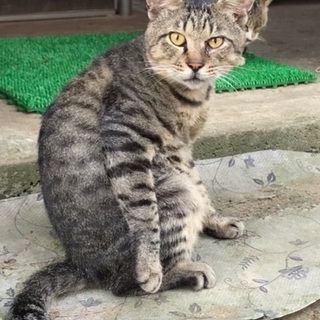 サバトラ♂成猫