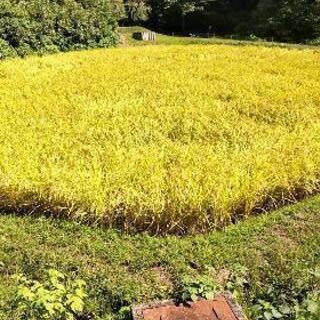 （残り30kg）少量からの販売可！コシヒカリはさかけ米 令和３年...