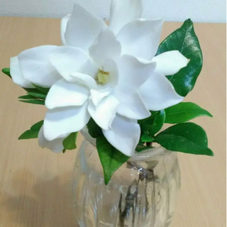 八重　クチナシ　苗木