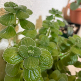 多肉植物　アロマティカス