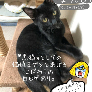 男の子と女の子の兄弟です