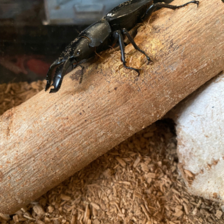 外国産ダイオウヒラタクワガタの画像