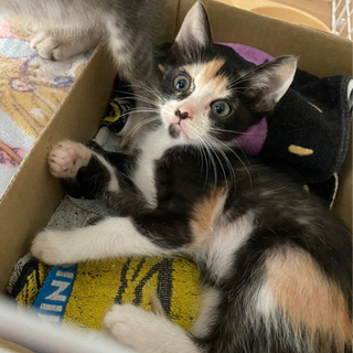 子猫の里親探してます🐱