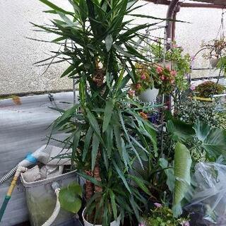 観葉植物、ユッカ