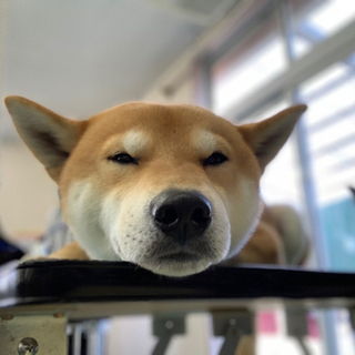 【犬友募集】わんちゃん飼ってるお友達欲しい🥺 − 茨城県