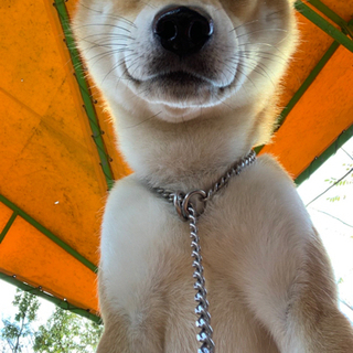 【犬友募集】わんちゃん飼ってるお友達欲しい🥺 - 友達