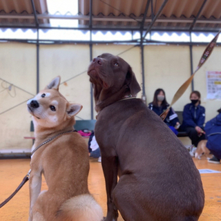 【犬友募集】わんちゃん飼ってるお友達欲しい🥺 - 水戸市