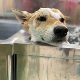 【犬友募集】わんちゃん飼ってるお友達欲しい🥺