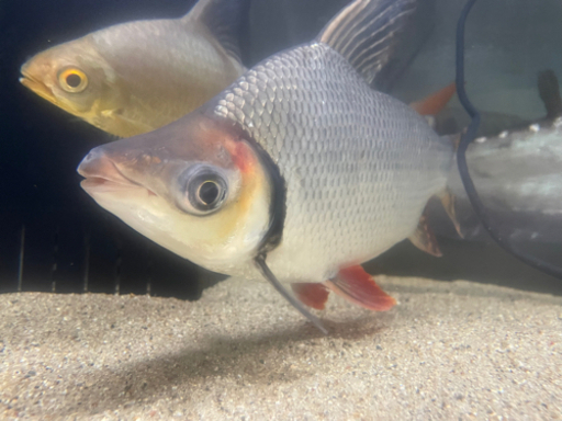 値下げ相談します。【コロンビアWILD】カラープロキロダス　セミショート約30-32cm  ビッグサイズ　人工飼料食べます!! コケ取りに大活躍!!