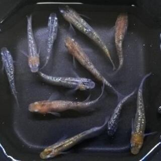 お求めやすい価格設定の夜桜めだか成魚