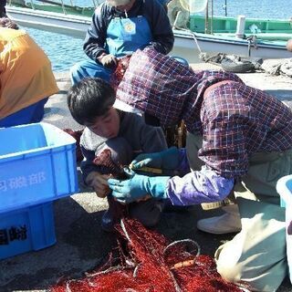 港で刺網漁のお手伝いをしてくれる方を募集中です！